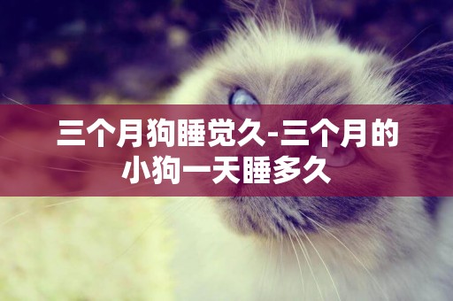 三個月狗睡覺久-三個月的小狗一天睡多久