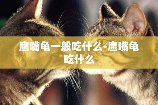 鷹嘴龜一般吃什么-鷹嘴龜吃什么