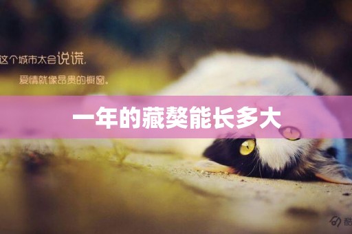 一年的藏獒能長多大
