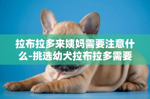 拉布拉多來姨媽需要注意什么-挑選幼犬拉布拉多需要注意些什么