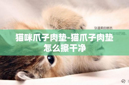 貓咪爪子肉墊-貓爪子肉墊怎么擦干凈