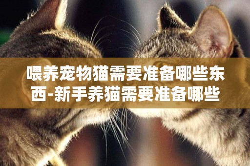 喂養寵物貓需要準備哪些東西-新手養貓需要準備哪些東西