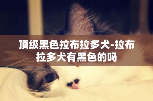 頂級黑色拉布拉多犬-拉布拉多犬有黑色的嗎