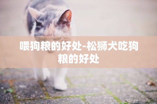 喂狗糧的好處-松獅犬吃狗糧的好處