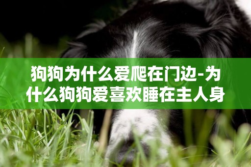 狗狗為什么愛爬在門邊-為什么狗狗愛喜歡睡在主人身邊呢