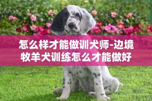 怎么樣才能做訓犬師-邊境牧羊犬訓練怎么才能做好