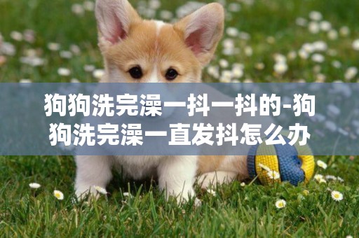 狗狗洗完澡一抖一抖的-狗狗洗完澡一直發抖怎么辦