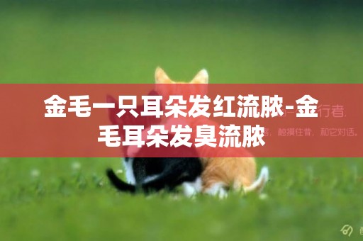 金毛一只耳朵發紅流膿-金毛耳朵發臭流膿