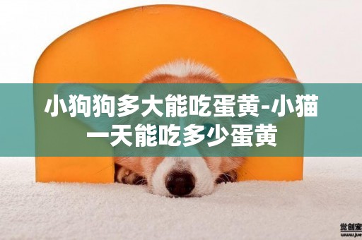 小狗狗多大能吃蛋黃-小貓一天能吃多少蛋黃
