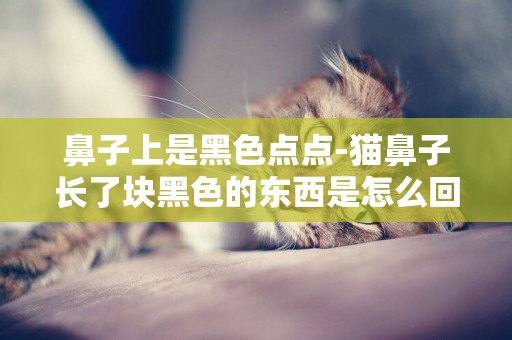 鼻子上是黑色點點-貓鼻子長了塊黑色的東西是怎么回事
