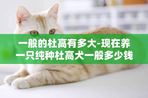 一般的杜高有多大-現在養一只純種杜高犬一般多少錢