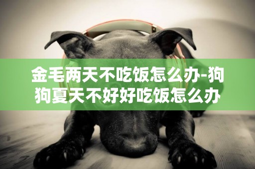 金毛兩天不吃飯怎么辦-狗狗夏天不好好吃飯怎么辦