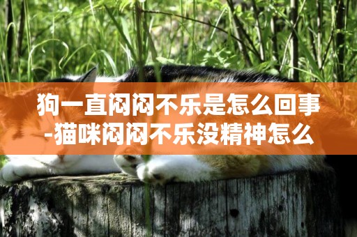 狗一直悶悶不樂是怎么回事-貓咪悶悶不樂沒精神怎么回事