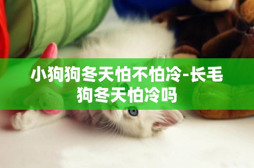 小狗狗冬天怕不怕冷-長毛狗冬天怕冷嗎
