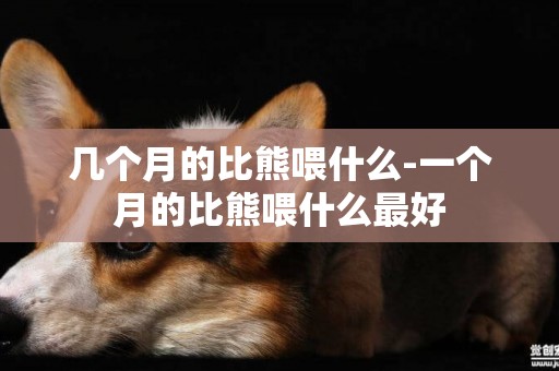 幾個月的比熊喂什么-一個月的比熊喂什么最好