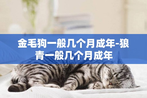 金毛狗一般幾個月成年-狼青一般幾個月成年