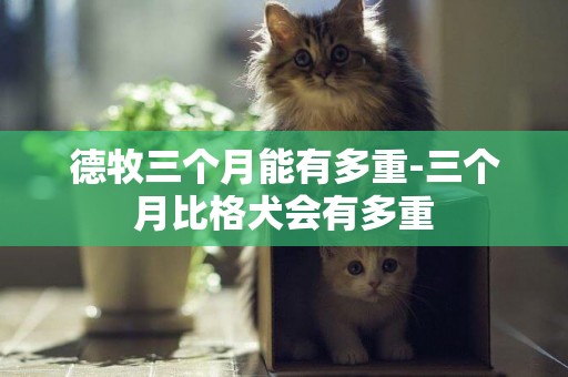 德牧三個月能有多重-三個月比格犬會有多重