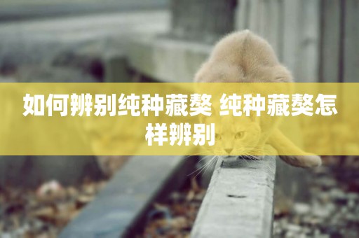 如何辨別純種藏獒 純種藏獒怎樣辨別