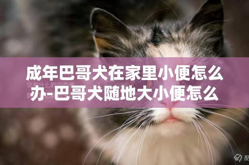 成年巴哥犬在家里小便怎么辦-巴哥犬隨地大小便怎么辦