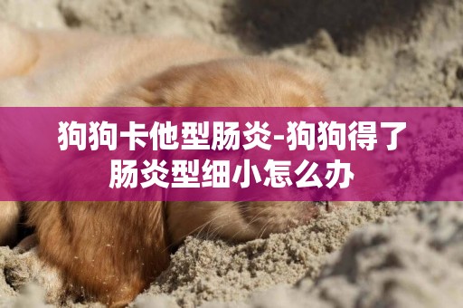狗狗卡他型腸炎-狗狗得了腸炎型細小怎么辦