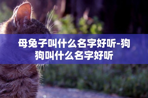 母兔子叫什么名字好聽-狗狗叫什么名字好聽