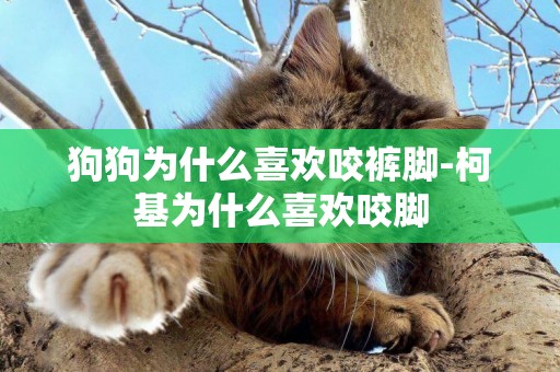 狗狗為什么喜歡咬褲腳-柯基為什么喜歡咬腳