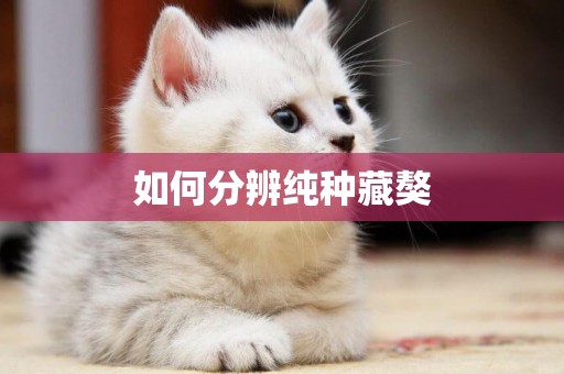 如何分辨純種藏獒