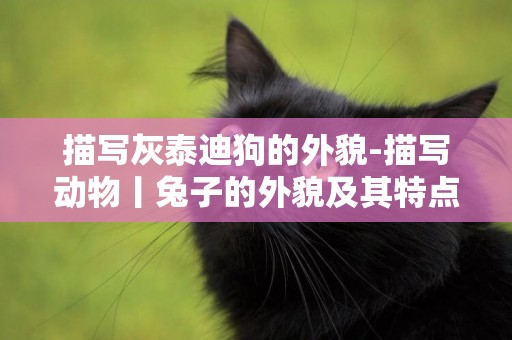 描寫灰泰迪狗的外貌-描寫動物丨兔子的外貌及其特點描寫