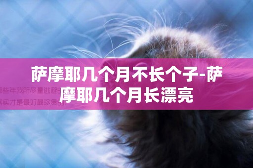 薩摩耶幾個月不長個子-薩摩耶幾個月長漂亮