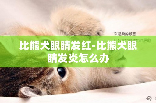 比熊犬眼睛發紅-比熊犬眼睛發炎怎么辦