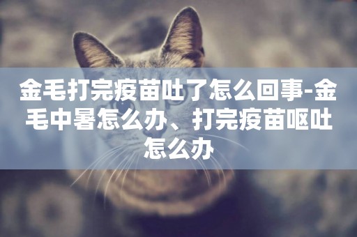 金毛打完疫苗吐了怎么回事-金毛中暑怎么辦、打完疫苗嘔吐怎么辦
