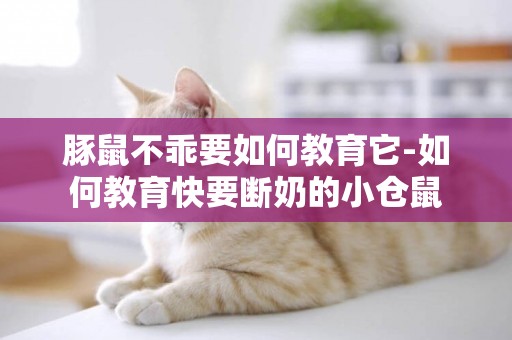 豚鼠不乖要如何教育它-如何教育快要斷奶的小倉鼠