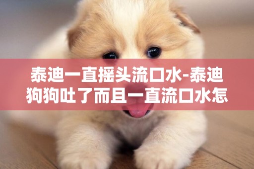 泰迪一直搖頭流口水-泰迪狗狗吐了而且一直流口水怎么回事