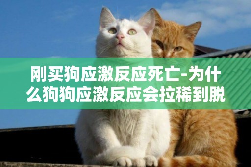 剛買狗應激反應死亡-為什么狗狗應激反應會拉稀到脫水死亡