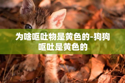 為啥嘔吐物是黃色的-狗狗嘔吐是黃色的