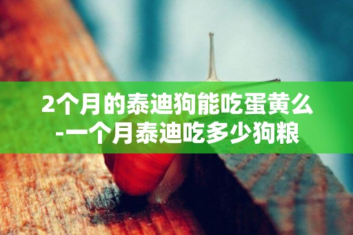 2個月的泰迪狗能吃蛋黃么-一個月泰迪吃多少狗糧