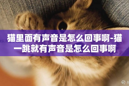 貓里面有聲音是怎么回事啊-貓一跳就有聲音是怎么回事啊