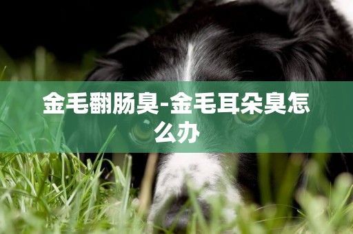 金毛翻腸臭-金毛耳朵臭怎么辦