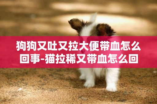 狗狗又吐又拉大便帶血怎么回事-貓拉稀又帶血怎么回事