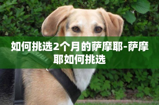 如何挑選2個月的薩摩耶-薩摩耶如何挑選