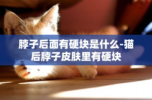 脖子后面有硬塊是什么-貓后脖子皮膚里有硬塊
