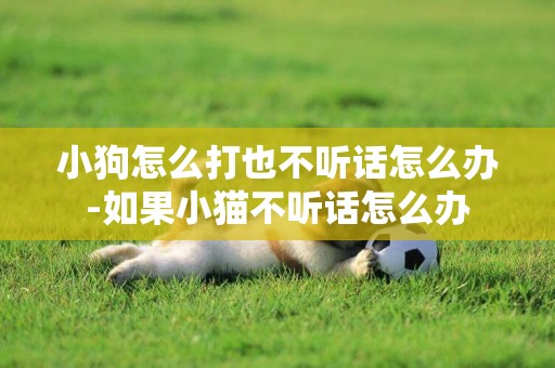 小狗怎么打也不聽話怎么辦-如果小貓不聽話怎么辦