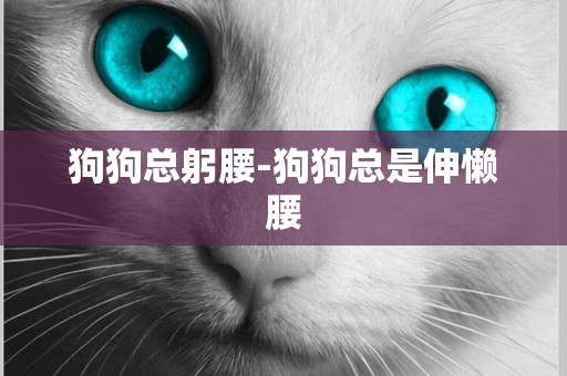 狗狗總躬腰-狗狗總是伸懶腰