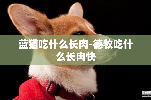 藍貓吃什么長肉-德牧吃什么長肉快