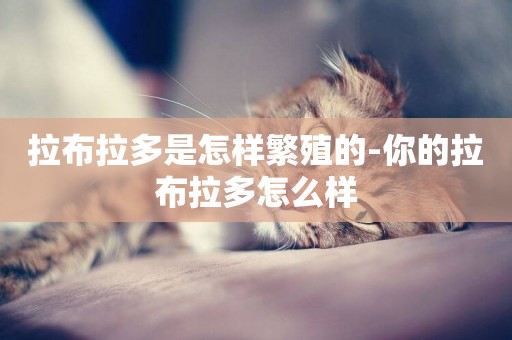 拉布拉多是怎樣繁殖的-你的拉布拉多怎么樣