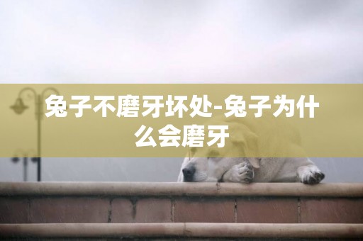 兔子不磨牙壞處-兔子為什么會磨牙