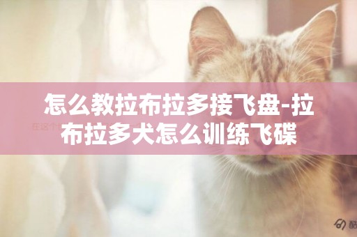 怎么教拉布拉多接飛盤-拉布拉多犬怎么訓練飛碟
