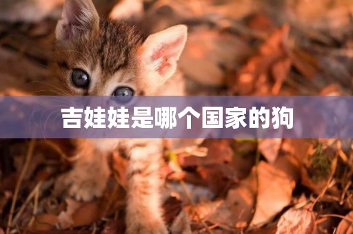 吉娃娃是哪個國家的狗