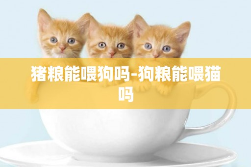 豬糧能喂狗嗎-狗糧能喂貓嗎