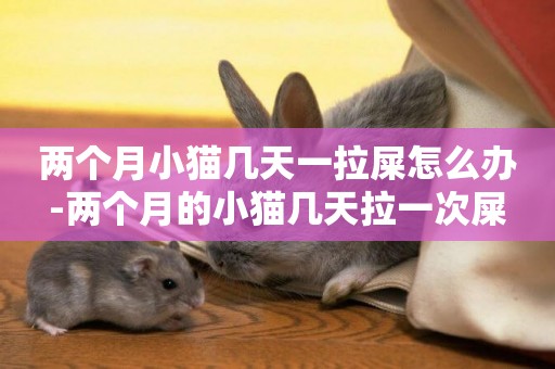 兩個月小貓幾天一拉屎怎么辦-兩個月的小貓幾天拉一次屎